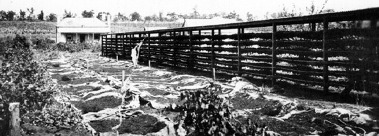 Drying sultana grapes at Red Cliffs